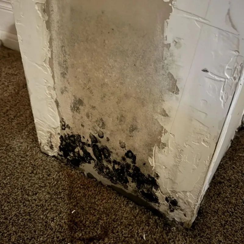Professional Mold Removal in Park City, KS
